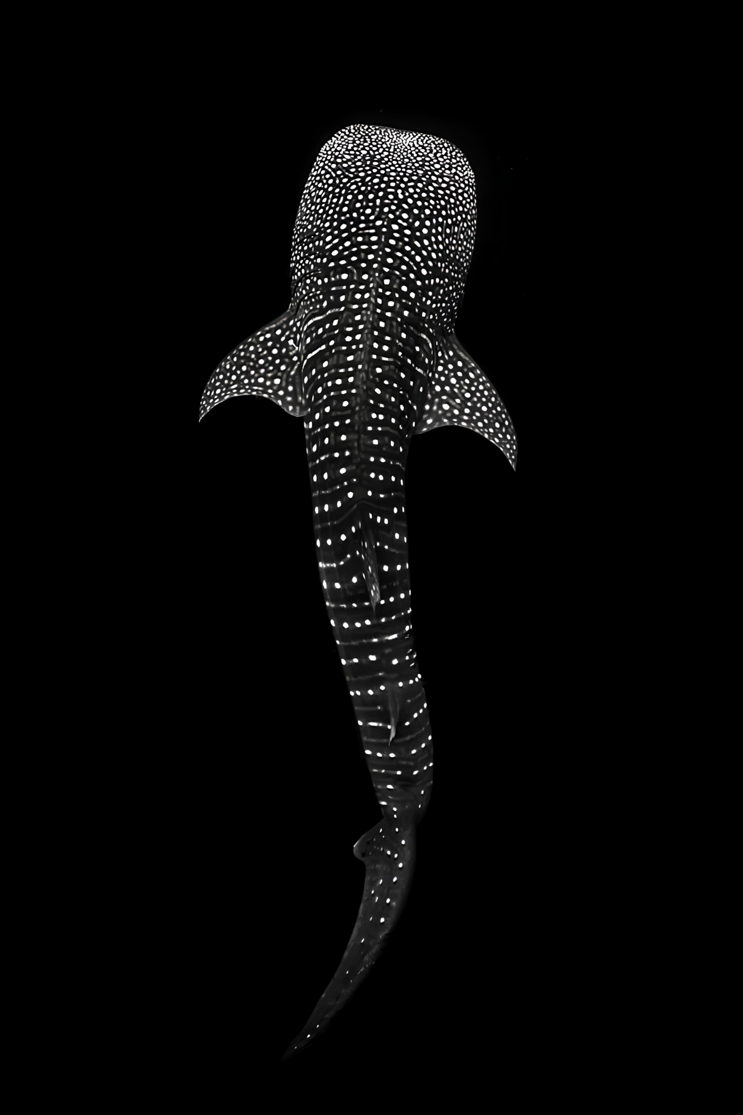 Fauna
