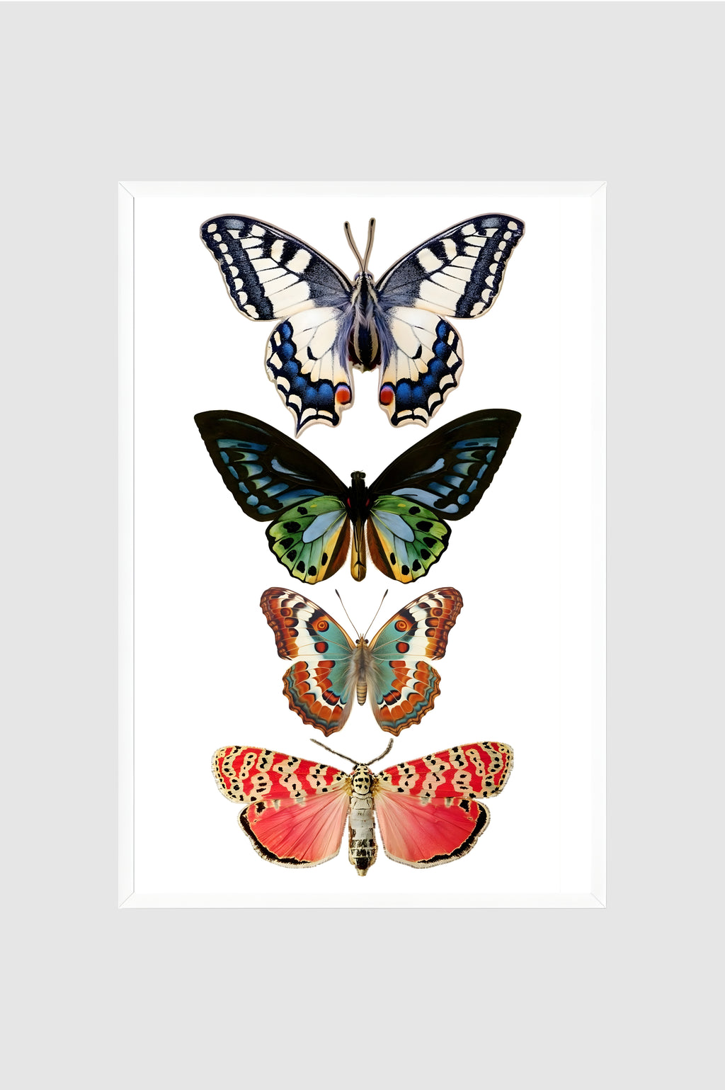 Fauna no.019