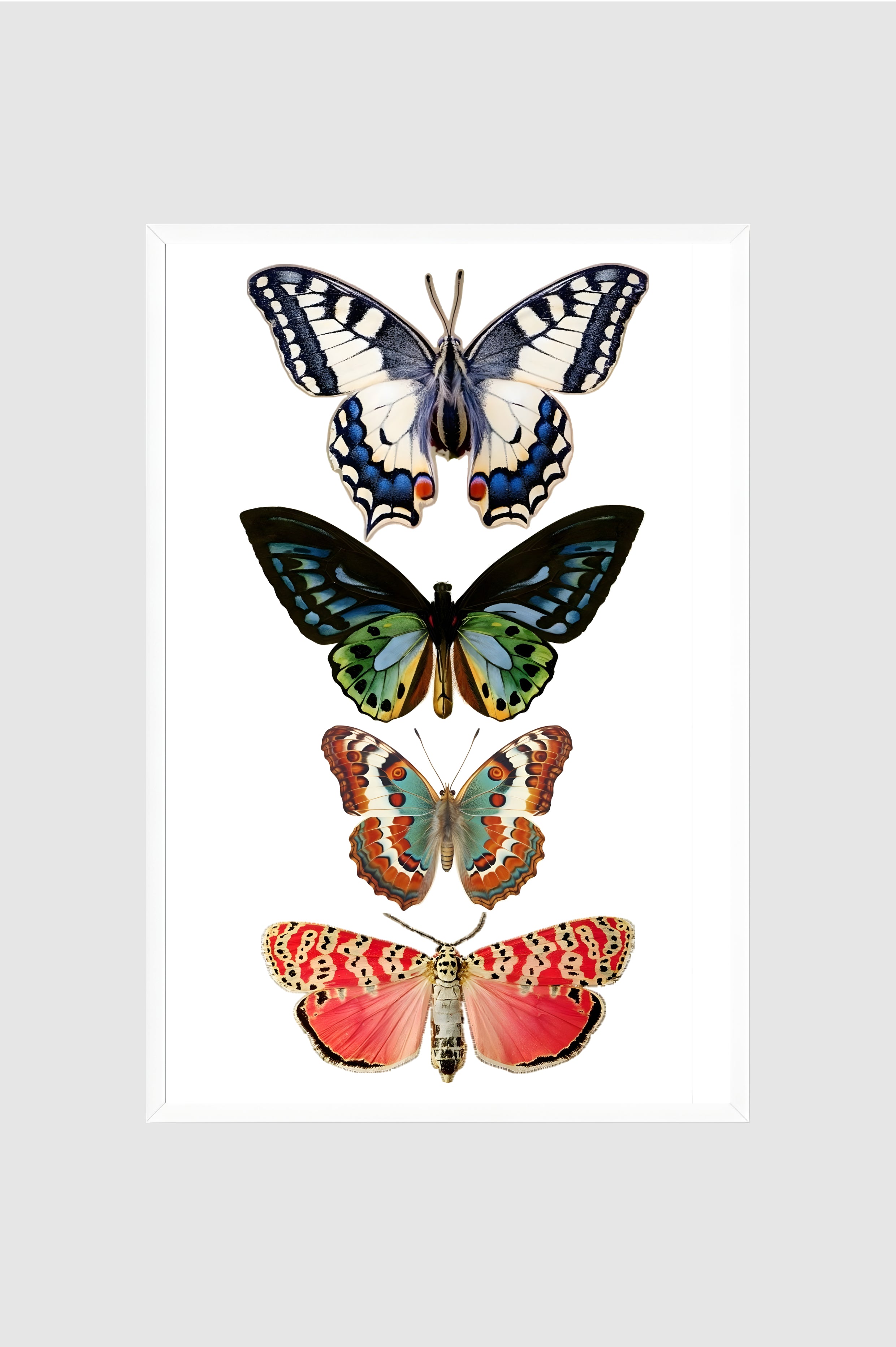 Fauna no.019