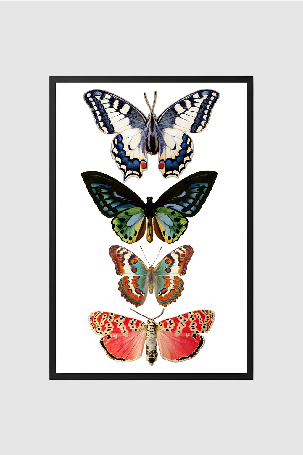 Fauna no.019