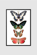 Fauna no.019