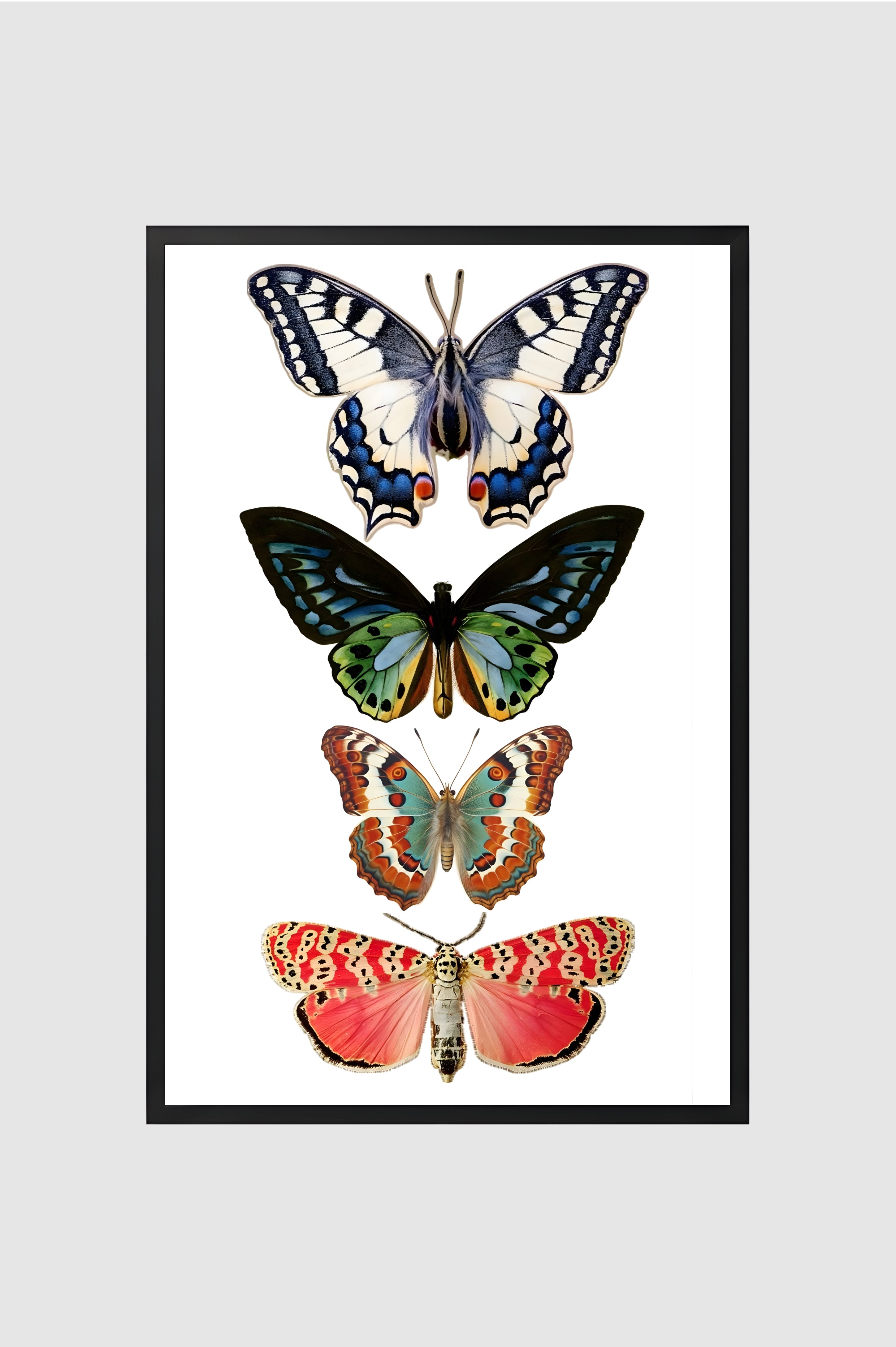 Fauna no.019