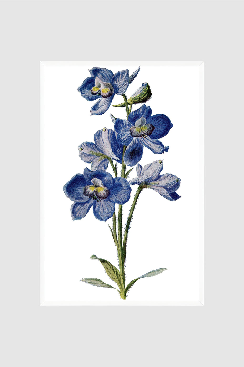 Flores no.002
